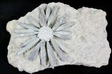 Beautiful Asterocidaris Urchin Fossil - Jurassic #23935-2